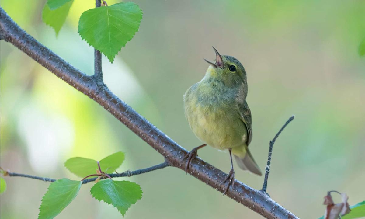 Your Bird Isn’t Simply Mimicking You: The Neuroscience of Avian Song Learning